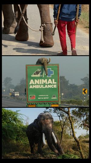 Wildlife SOS launches emergency rescue to save 27-year-old elephant injured from years of forced labor