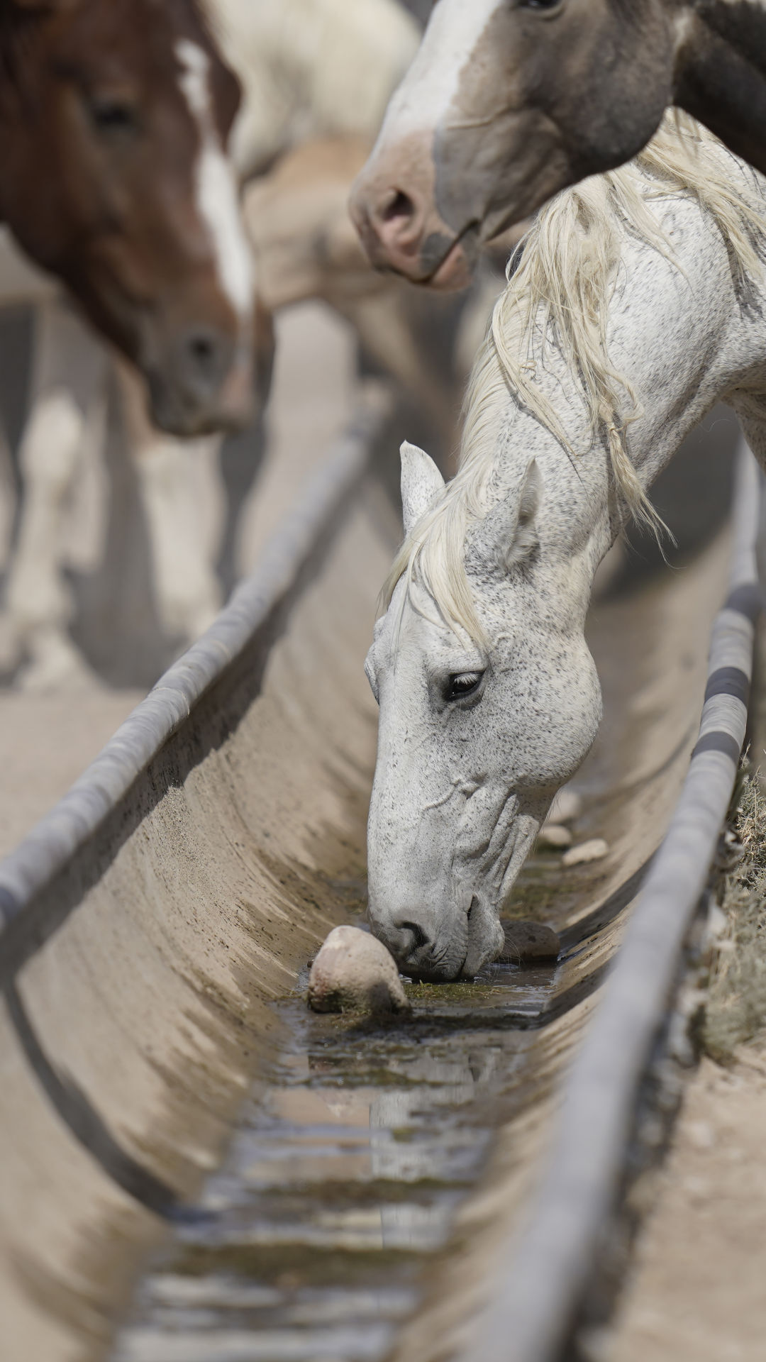 Wild Horses Roundups
