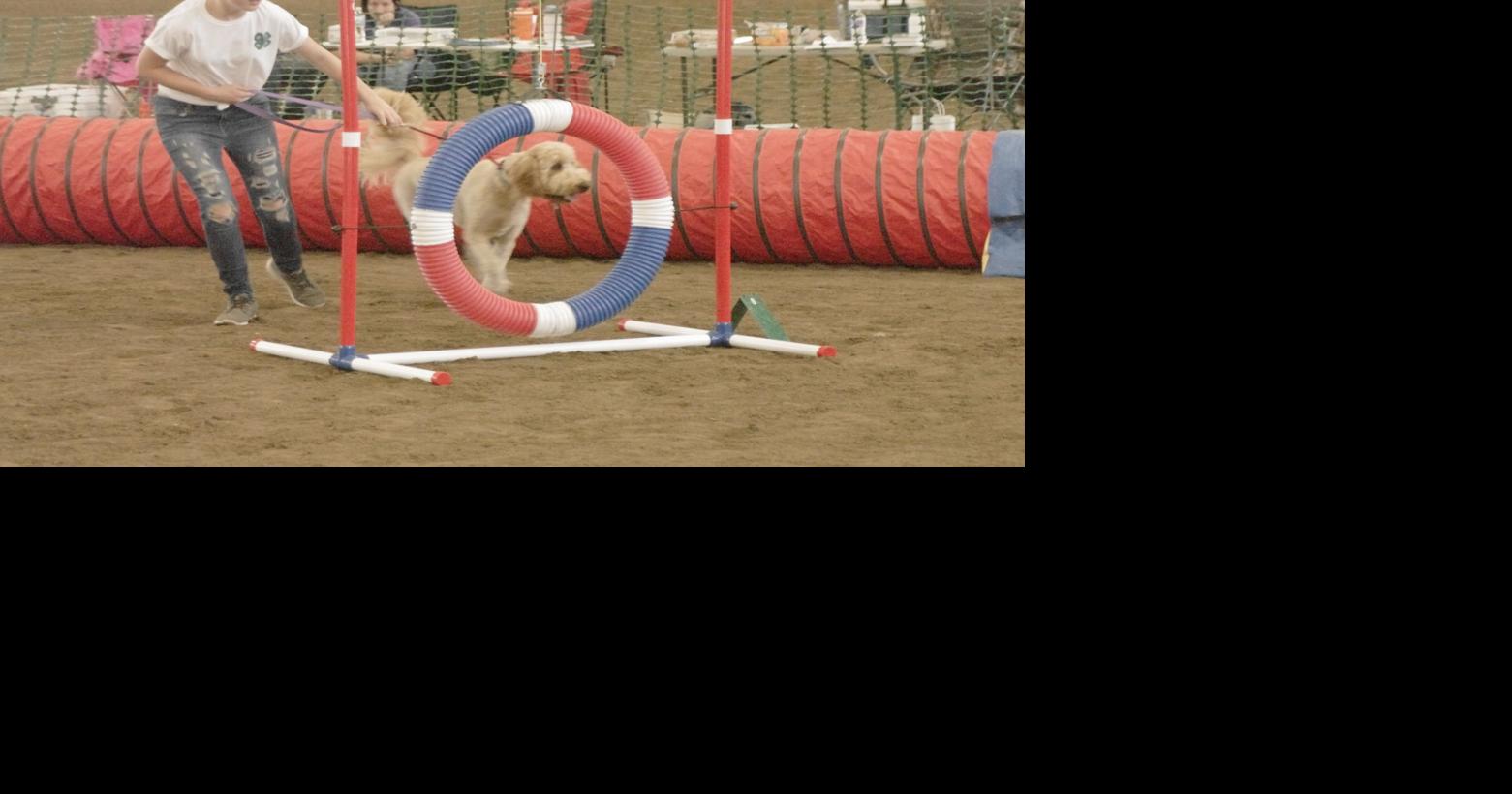 4H Dog Show at County Fair Tremonton Leader