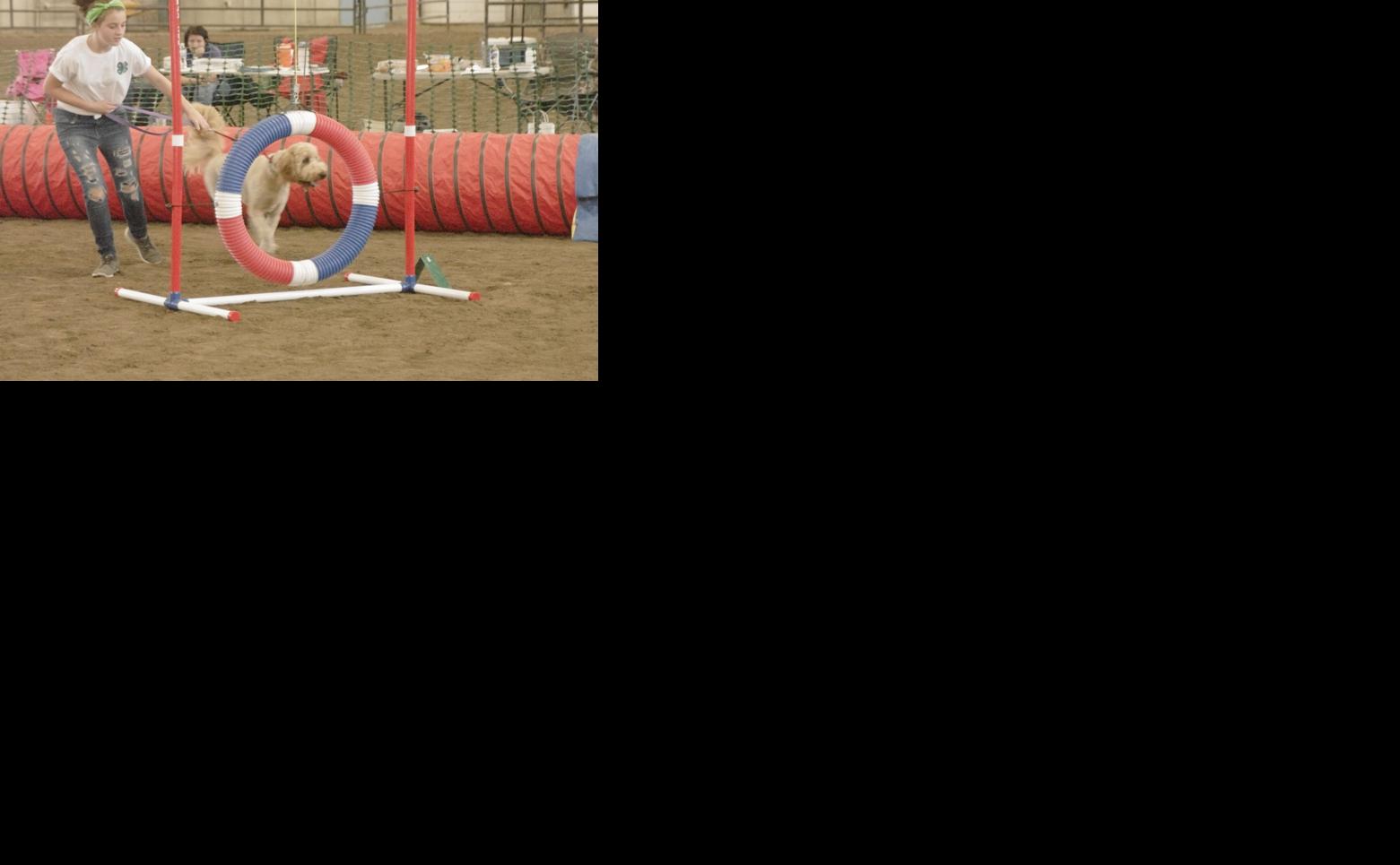 4H Dog Show at County Fair Tremonton Leader