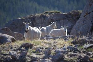 DWR gives tips on how to avoid mountain goats in high country