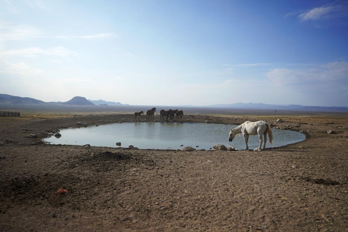 Wild Horses Roundups
