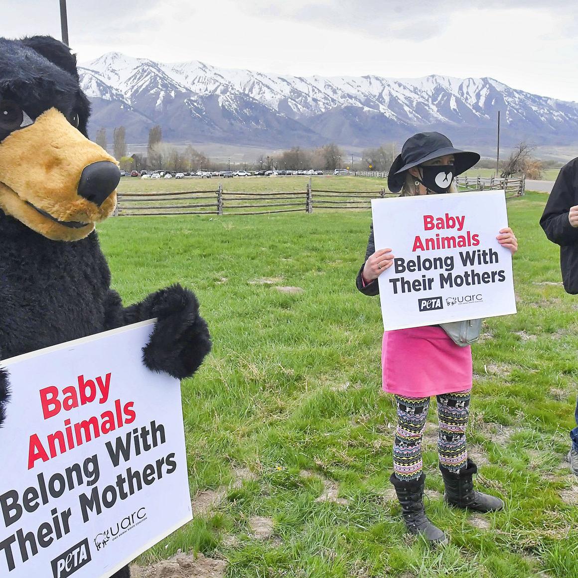 Small group of protesters gathers at Heritage Center for Baby Animal Days - Vimarsana News