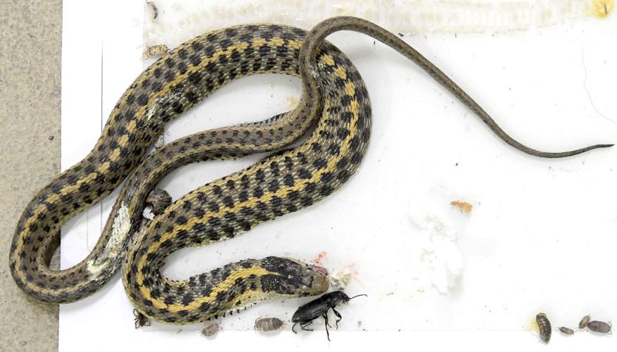 Civil serpents: County clerk says election equipment building has snake  problem | Government 