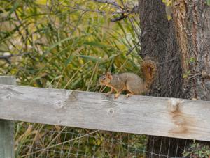 Vanquishing varmints in the orchard and garden