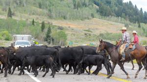 Work continues in Logan Canyon, plus annual cattle drive