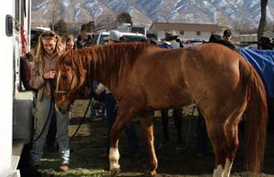 Skijor horses lost and found at Cache Valley competition, ranchers suspect foul play
