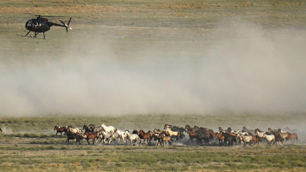 Wild Horses Roundups