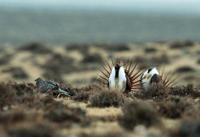 Sage Grouse Forest Service