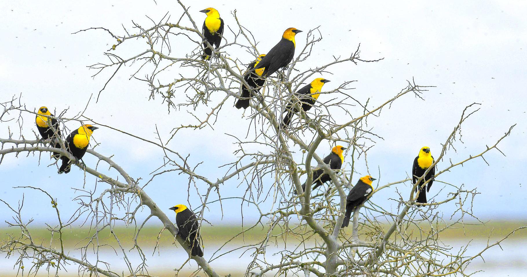 Coffee connects Cache Valley and tropical migratory bird habitat - Vimarsana News