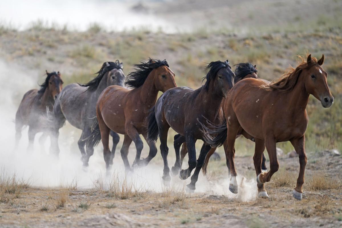 Wild Horses Roundups