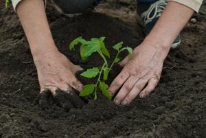 Ask an Expert: June gardening tips and checklist