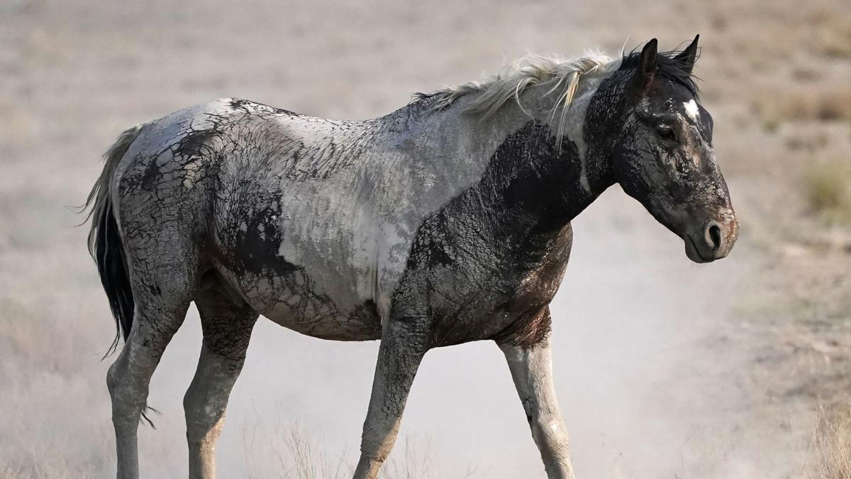 Wild Horses Roundups