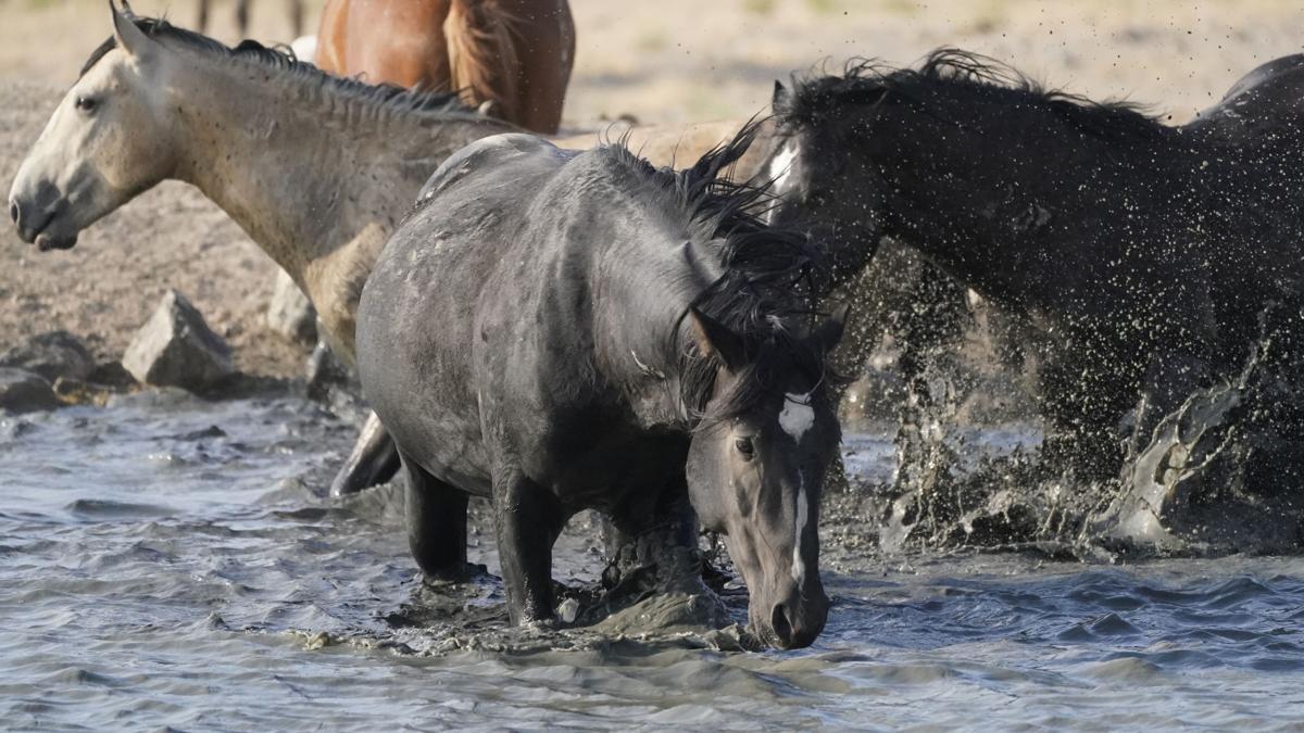 Wild Horses Roundups