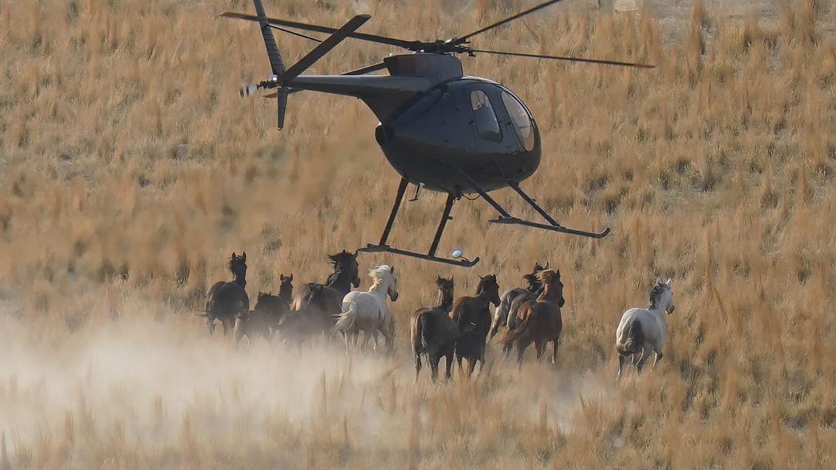 APTOPIX Wild Horses Roundups