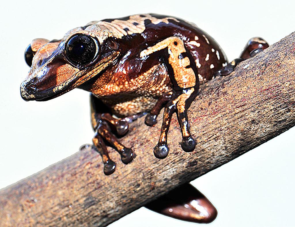 USU biologist discovers venomous frogs, Allaccess
