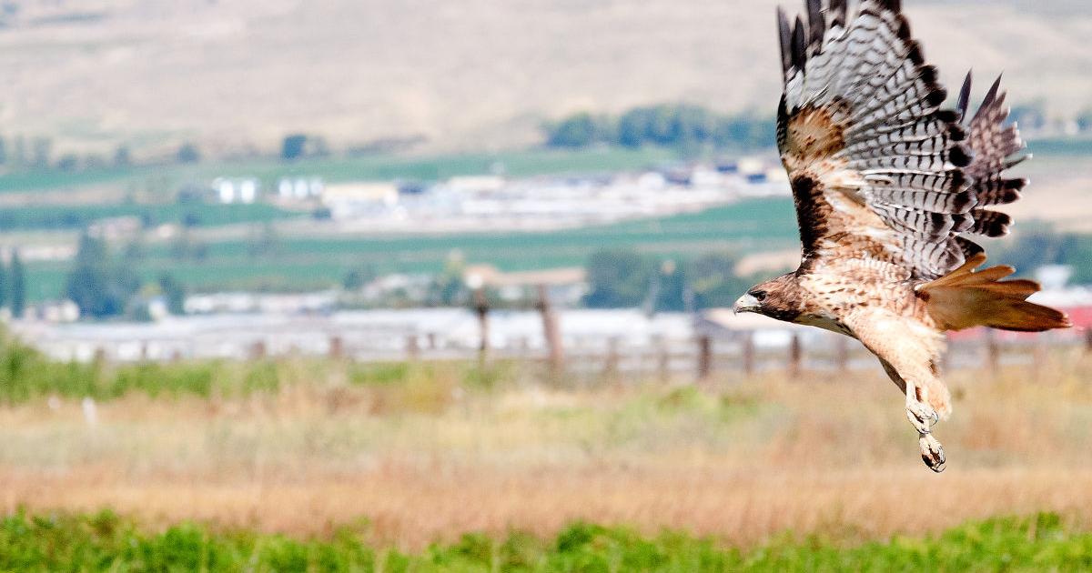 Fast Flying Raptors The sky’s the limit: Cache Valley is home to a large variety of high ...
