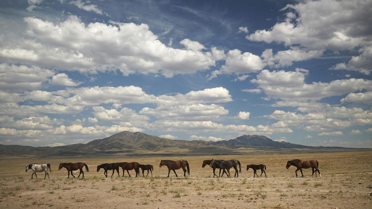 Wild Horses Roundups