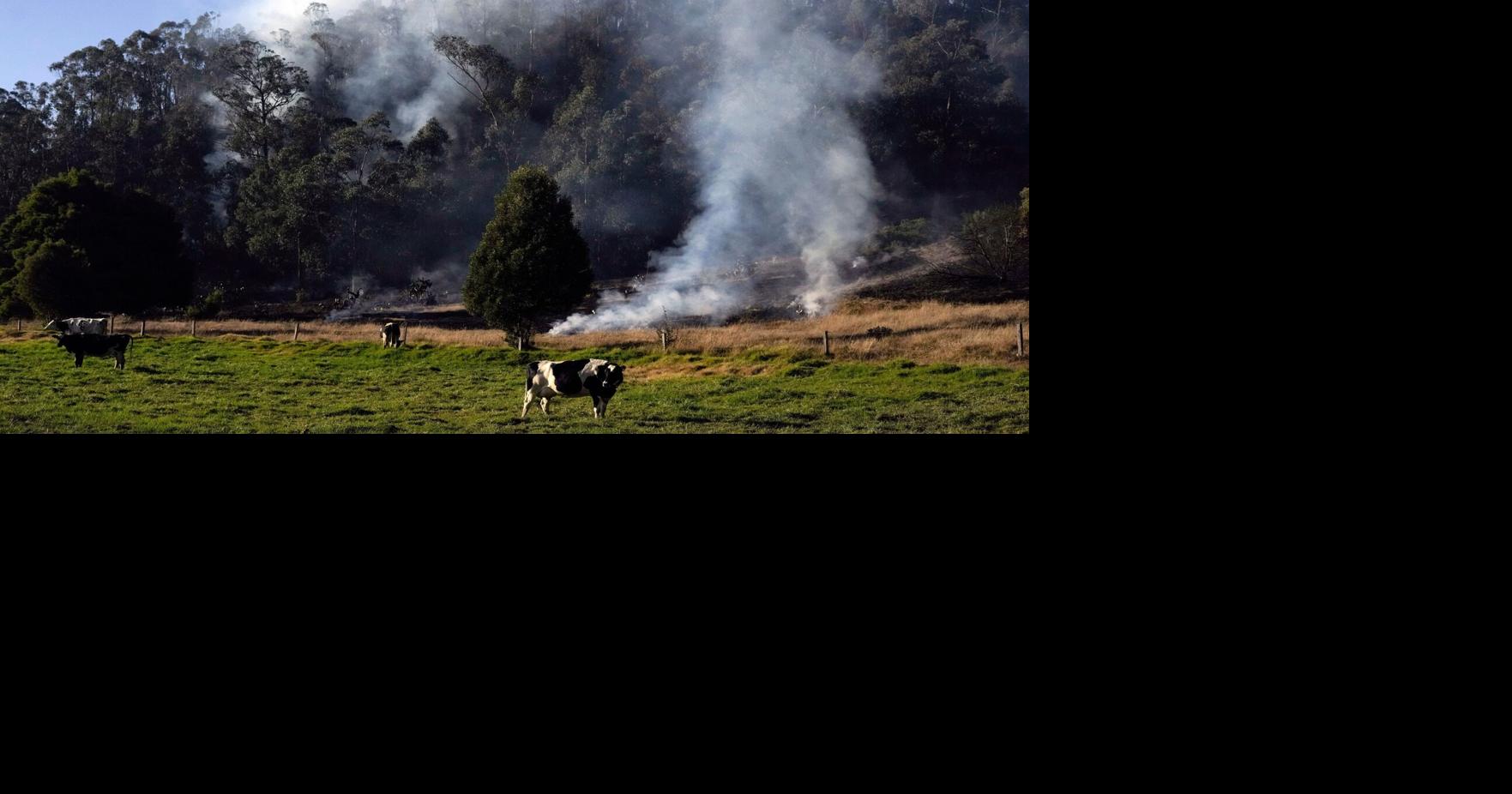 Climate Colombia Cattle Traceability | World