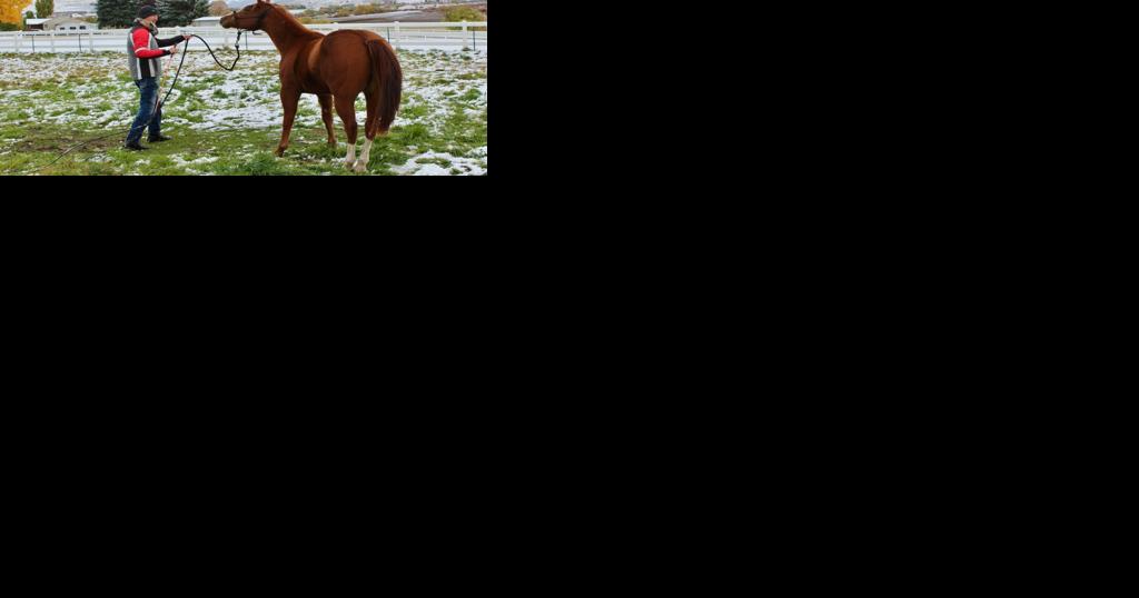 Franklin horse trainer who worked on 'Yellowstone' shares equine intuition - Vimarsana News