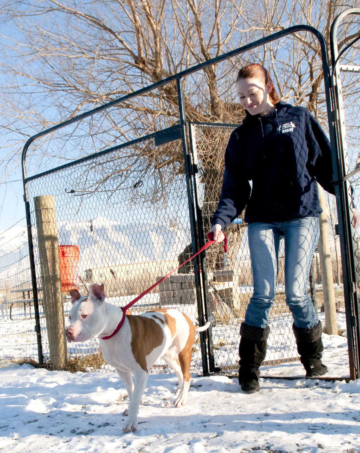 New state law ends Smithfield's dog breed restrictions | Cache Valley