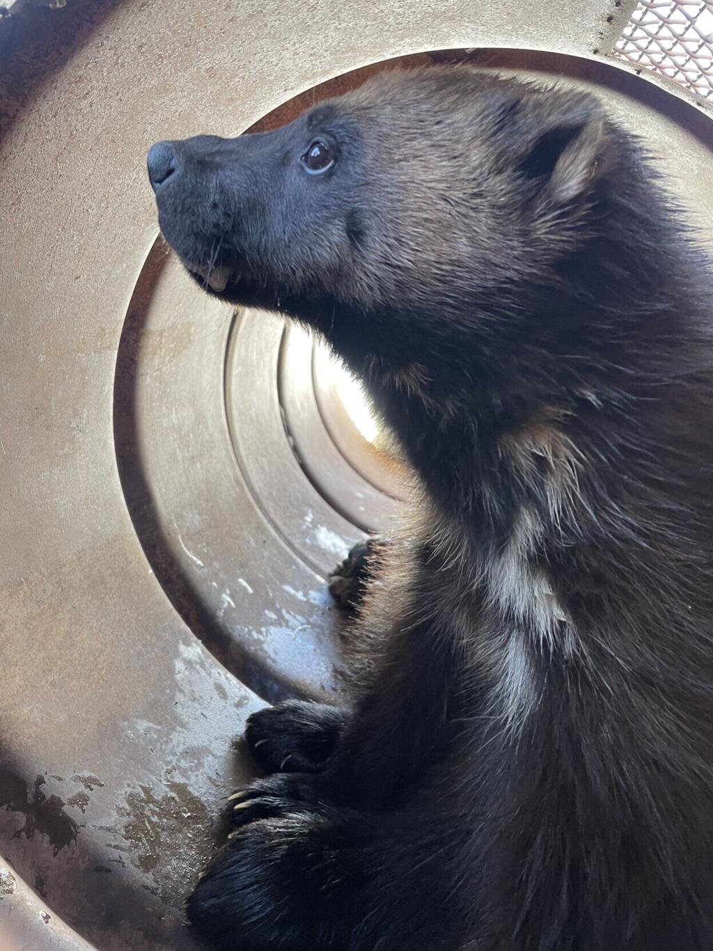 First wolverine caught by DWR biologists in Rich County; eighth confirmed  sighting of species since 1970s | Local News 