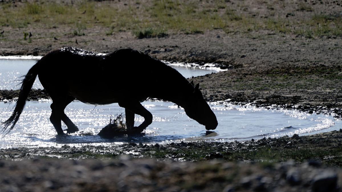 Wild Horses Roundups