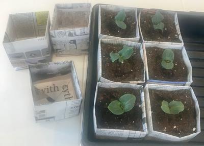Upcycling Wood Folds Paper Into Pots Preston Citizen Hjnews Com