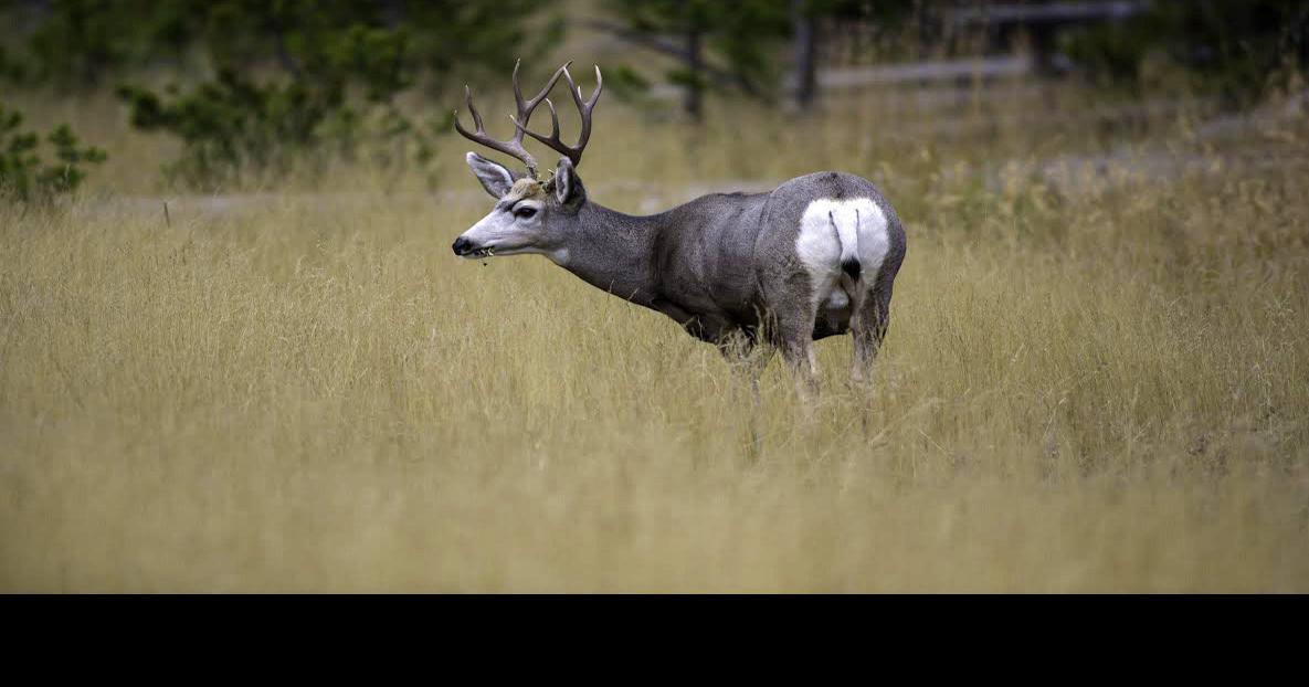 Time running out to apply for Utah big game permits Tremonton Leader