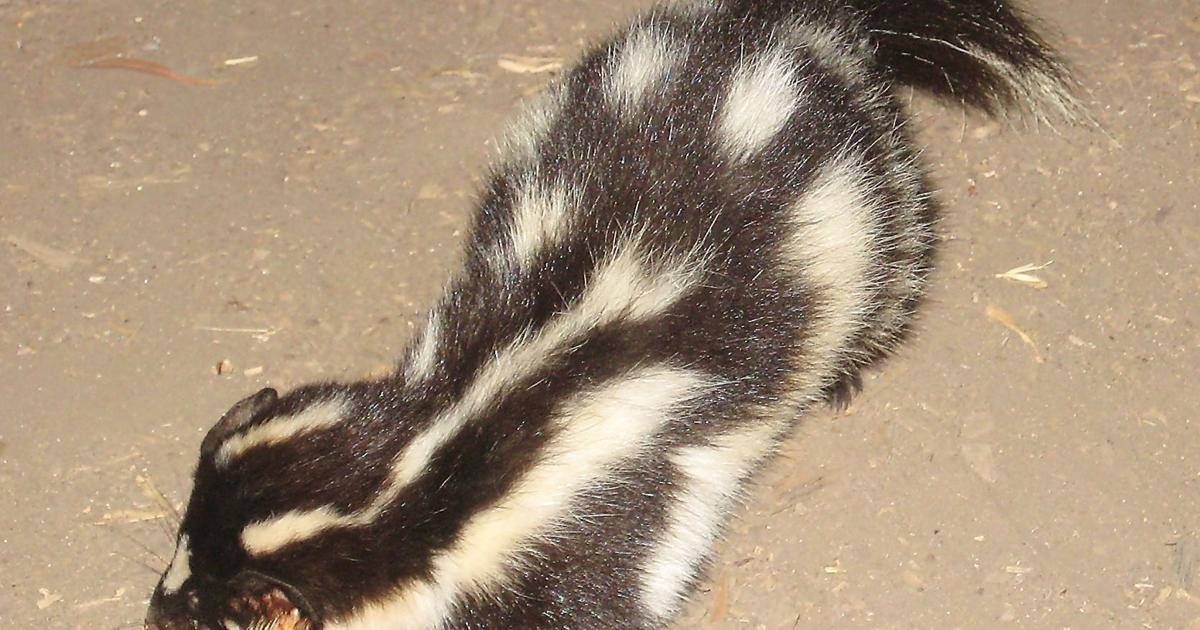 Malaysia skunk in Where do