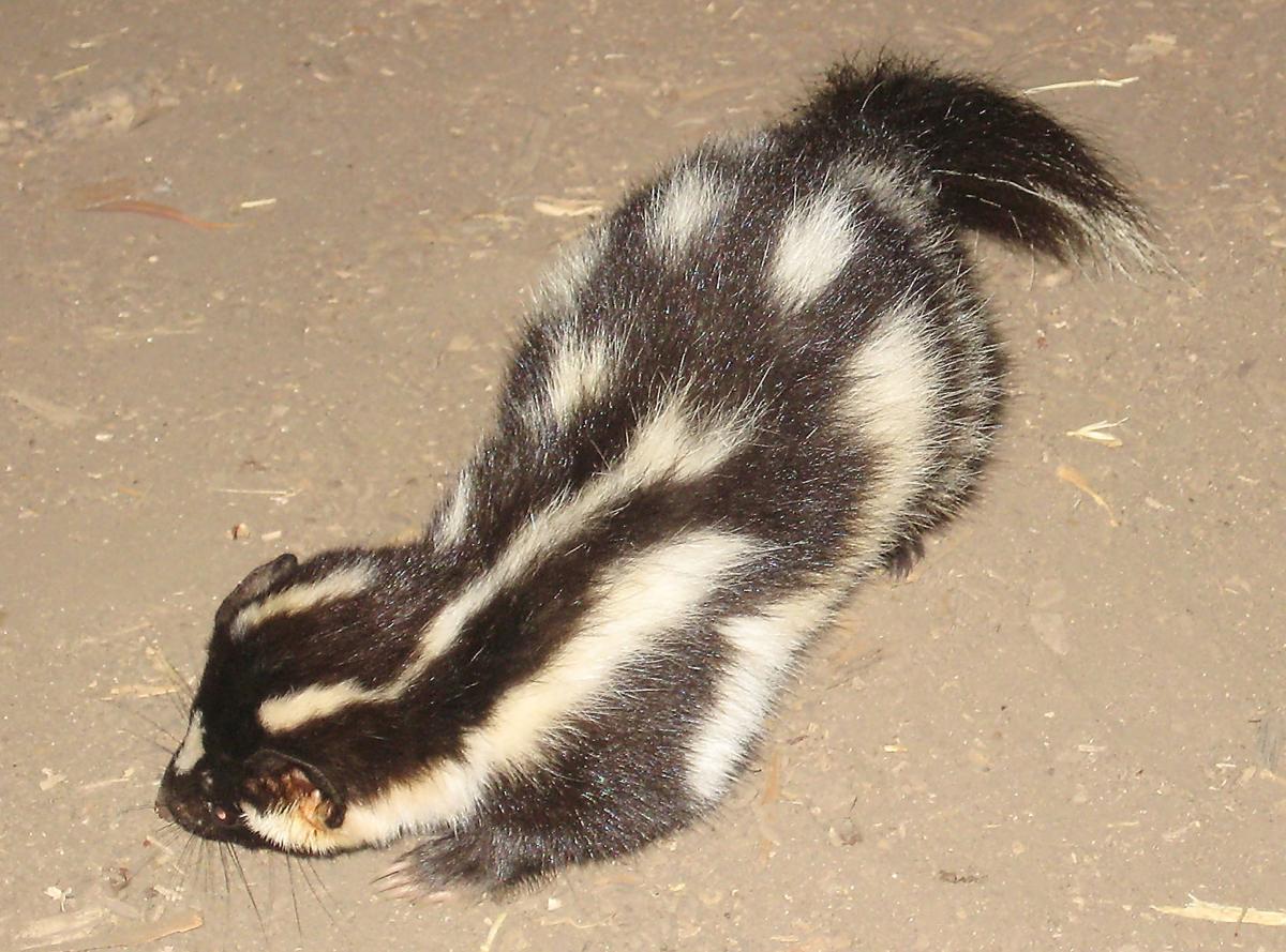 The Good Bad And Smelly Skunks Fill Natural Niche In Skunks Fill Natural Niche In
