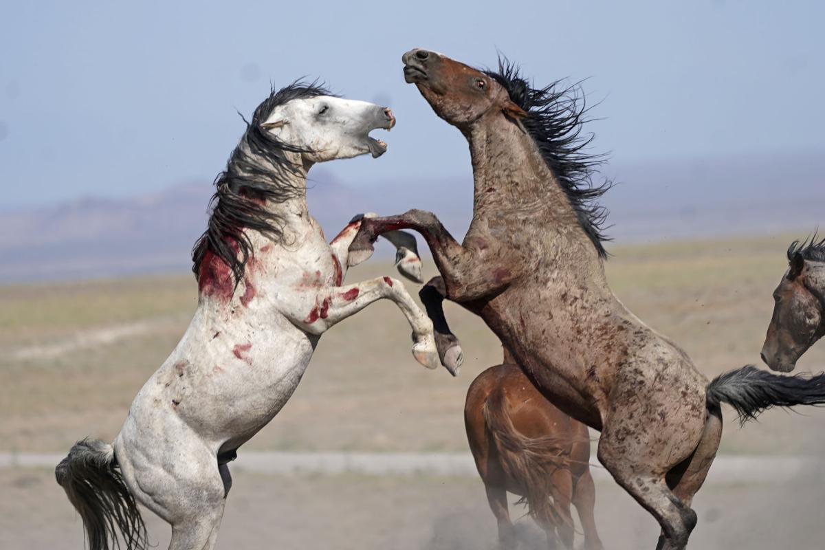APTOPIX Wild Horses Roundups