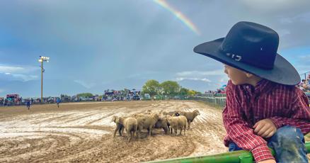 Mutton Busting : vimarsana.com
