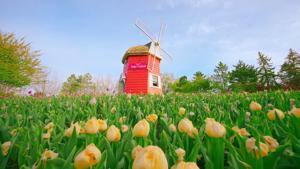 Thanksgiving Point Tulip Festival Wins Best of State as Blooms Reach Peak Color