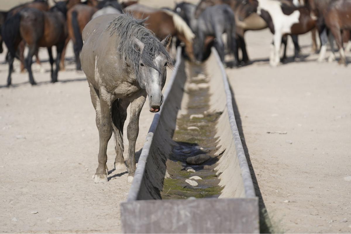 Wild Horses Roundups