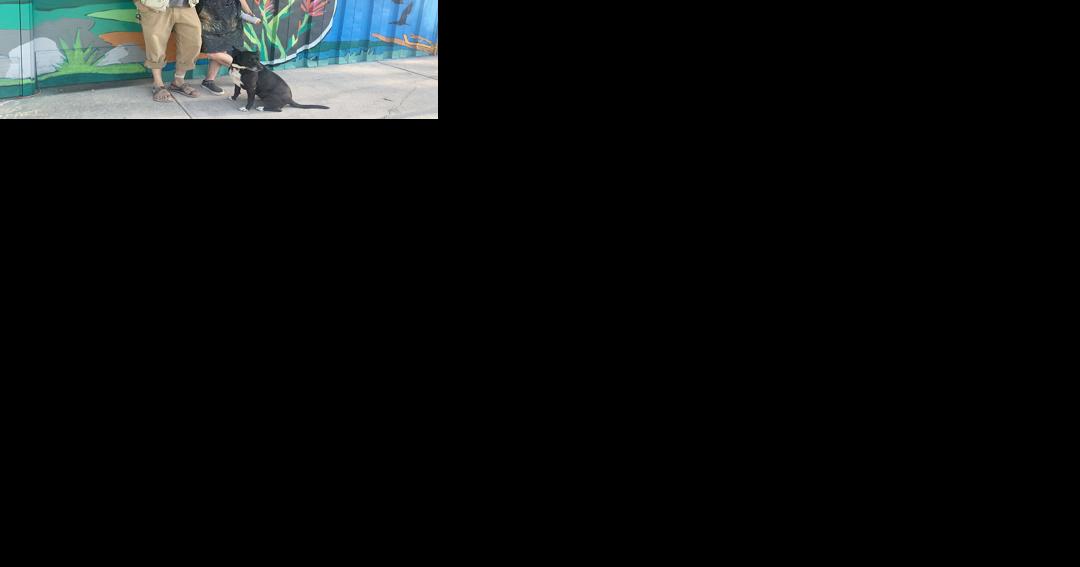 Art in the city: Three murals painted as part of Logan art plan - Vimarsana News