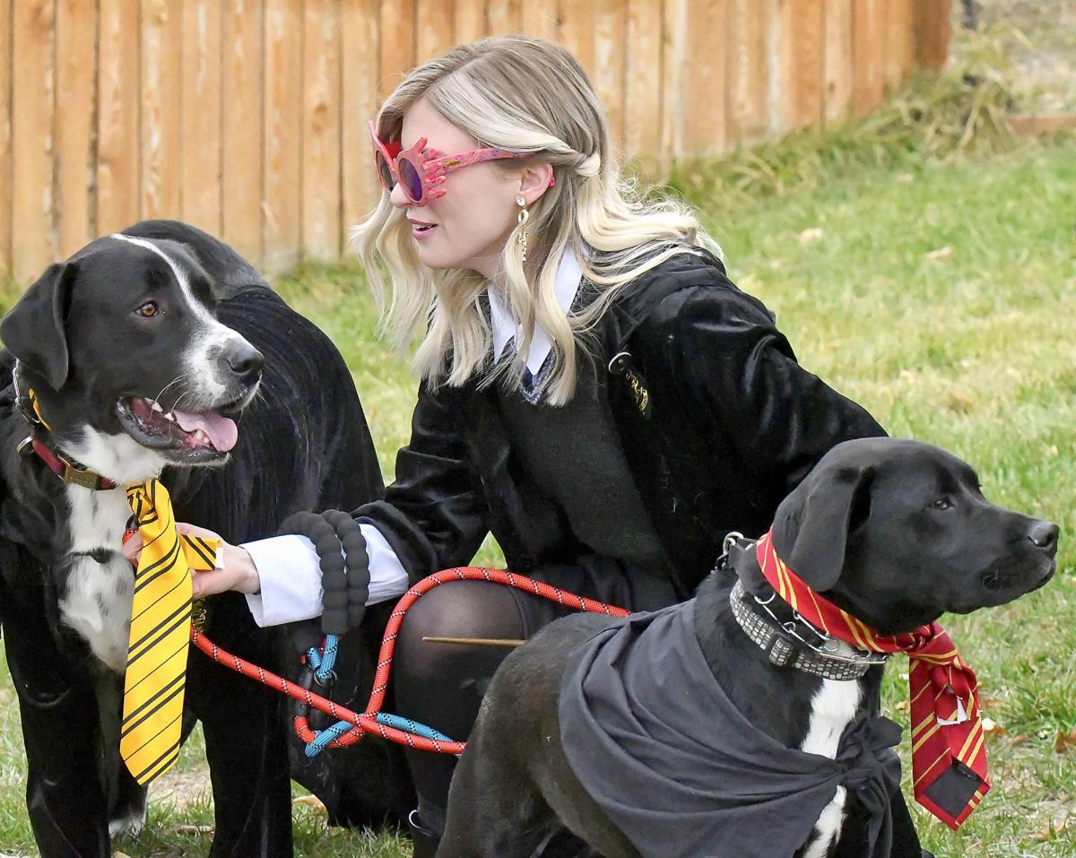 Dozens Brave Cold For Halloween Pet Pawrade Local News Hjnews Com