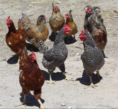 Caring For Backyard Chickens In Winter Preston Citizen Hjnews Com