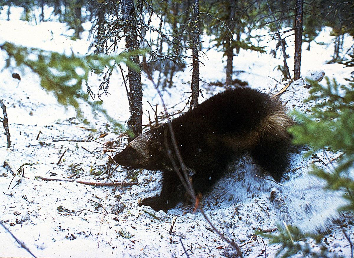 Dead wolverine found in Laketown; rare find, officials say | Logan Hj