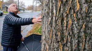 Canyon Road trees get the axe; project to continue through Friday