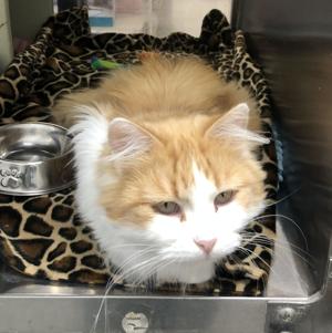PETS OF THE WEEK