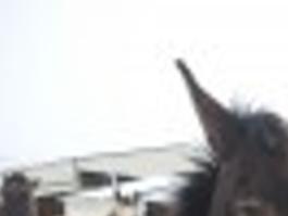 Exotic Animal House Cache Valley Utah Idaho And National News Hjnews Com