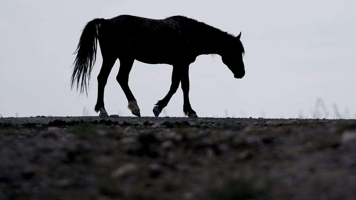 Wild Horses Roundups