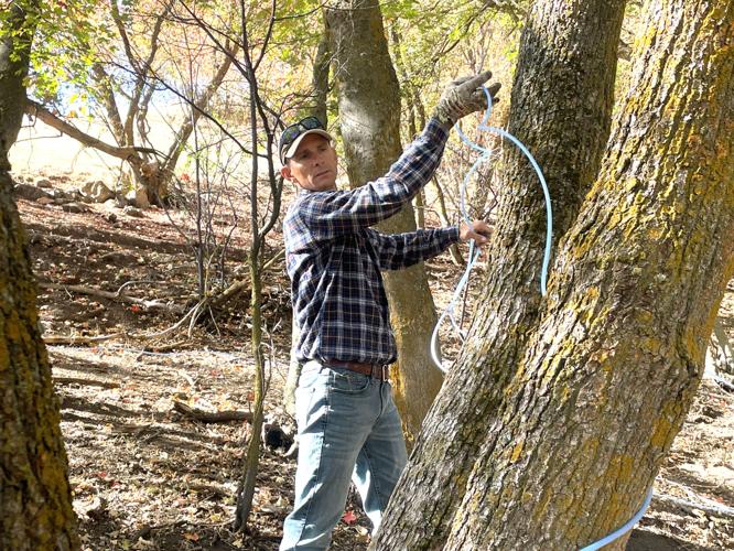 A sweet niche UI Extension joins project to start maple syrup