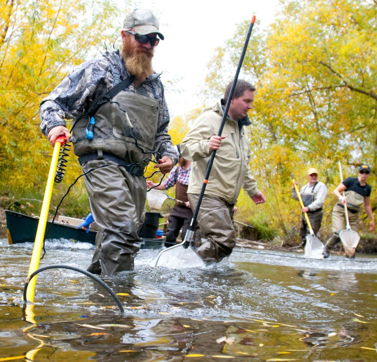 Stunned swimmers Electrofishing survey helps gauge health