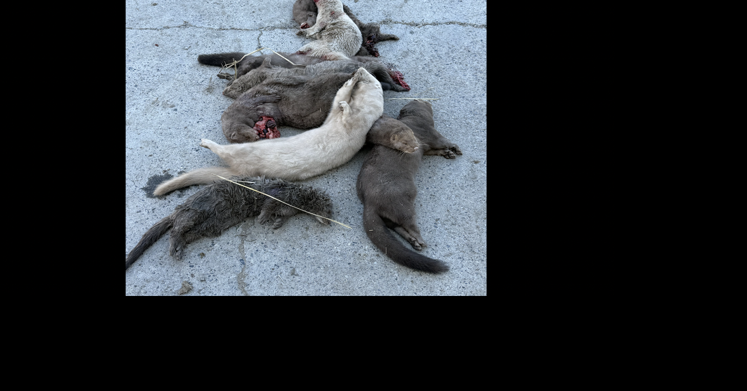 1,500 mink released from Franklin farm on October 17