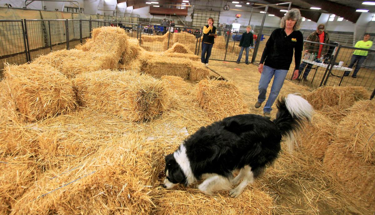 'Barn Hunt' proves popular at AKC show Logan Hj