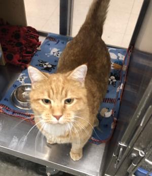 PETS OF THE WEEK