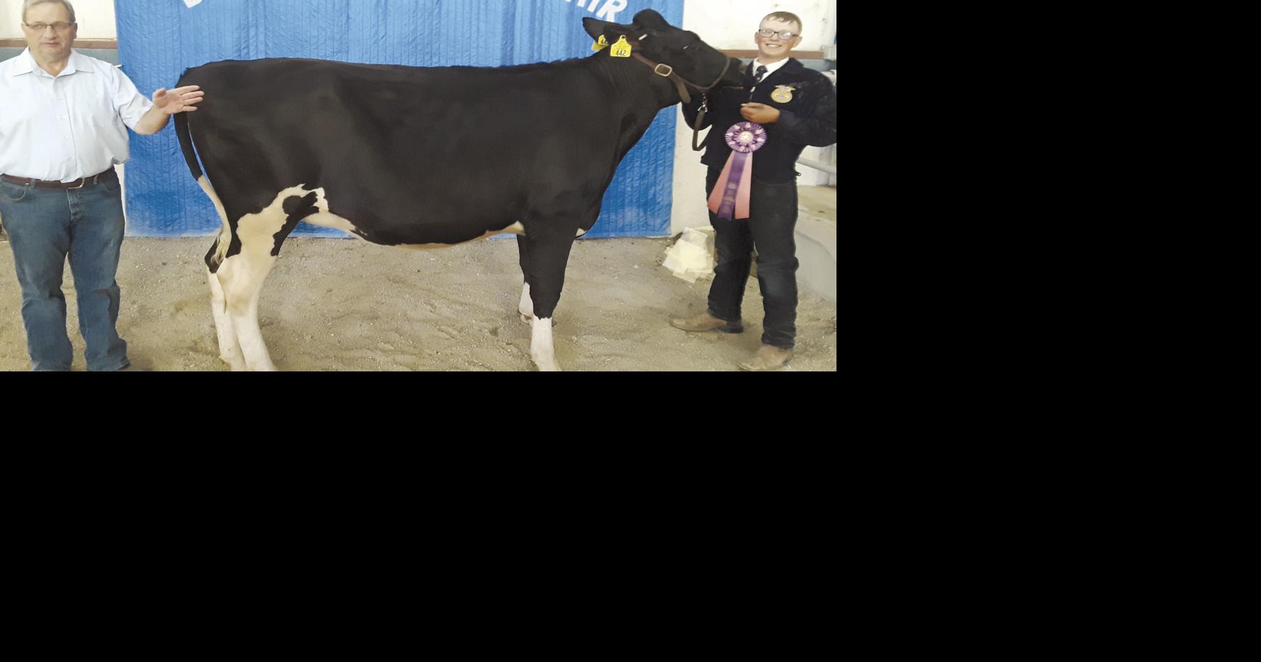 Box Elder County Fair dairy heifer winners Tremonton Leader