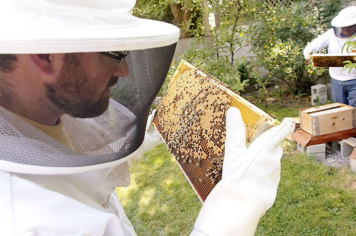 Buzzing About Valley Beekeepers Tout Uptick Talk Best Practices